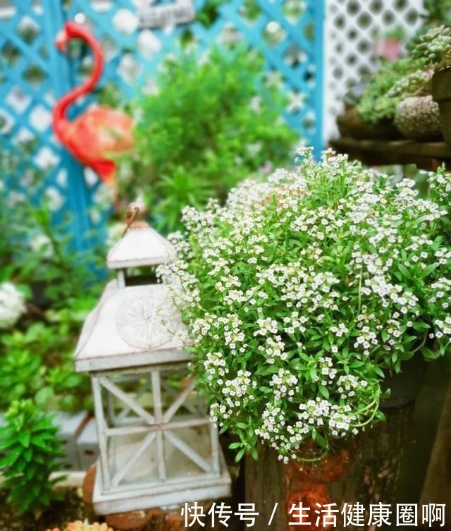 院子不大，有花有我有太阳！