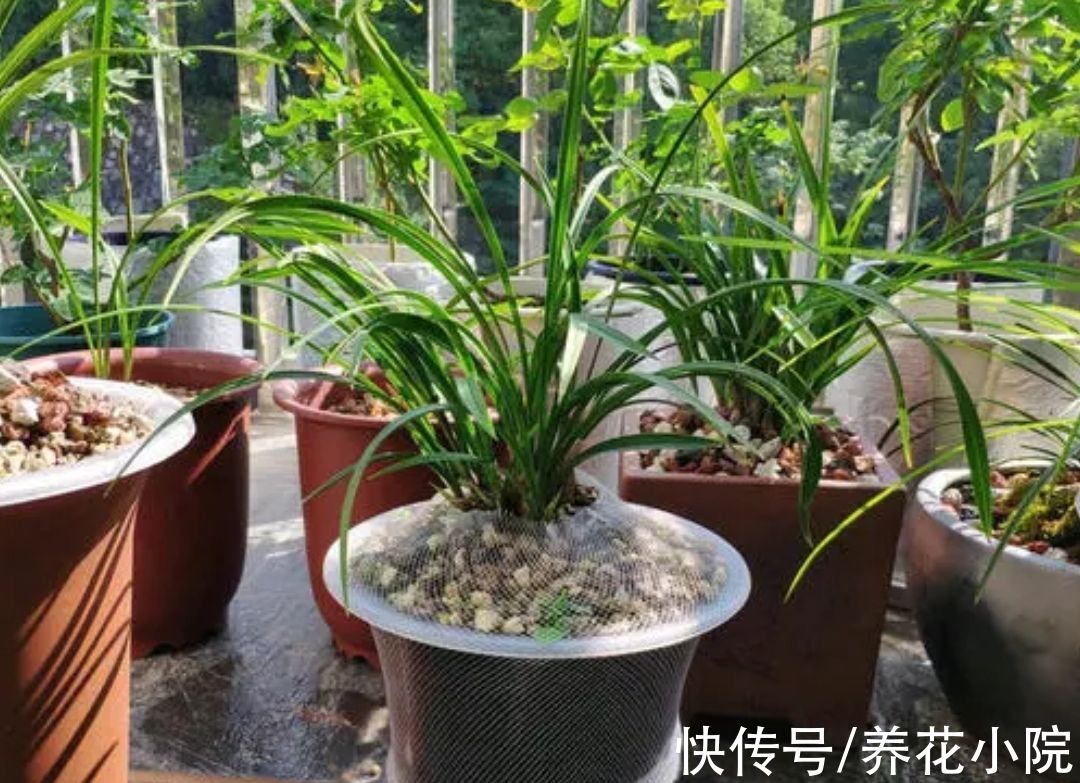 冬天该怎么养护兰花?4个关键养护做好了,兰株长得旺早开花