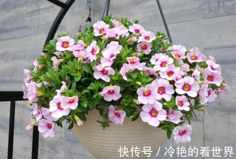 角堇|3种花号称“开花机器”，秋天生长进入关键期，掐的越狠开花越多