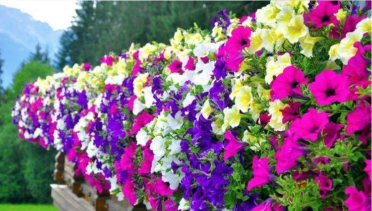 养花试试此几款,花朵大方端正,芳香优雅,非常漂亮