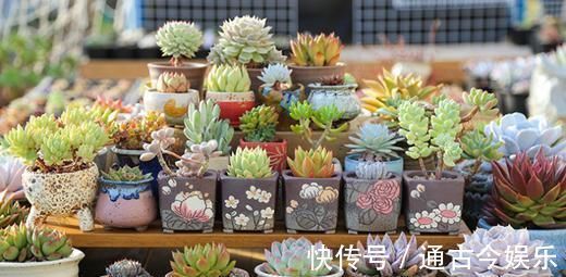 胖乎乎|养多肉有4忌,避开了才能长得胖乎乎,独苗变成群生小老桩