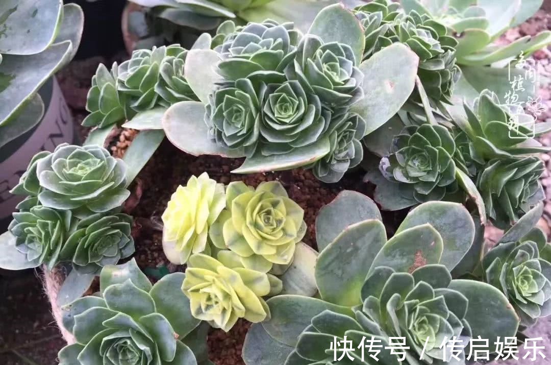 科普“山地玫瑰锦”万中无一,仙气缭绕!附养护知识!