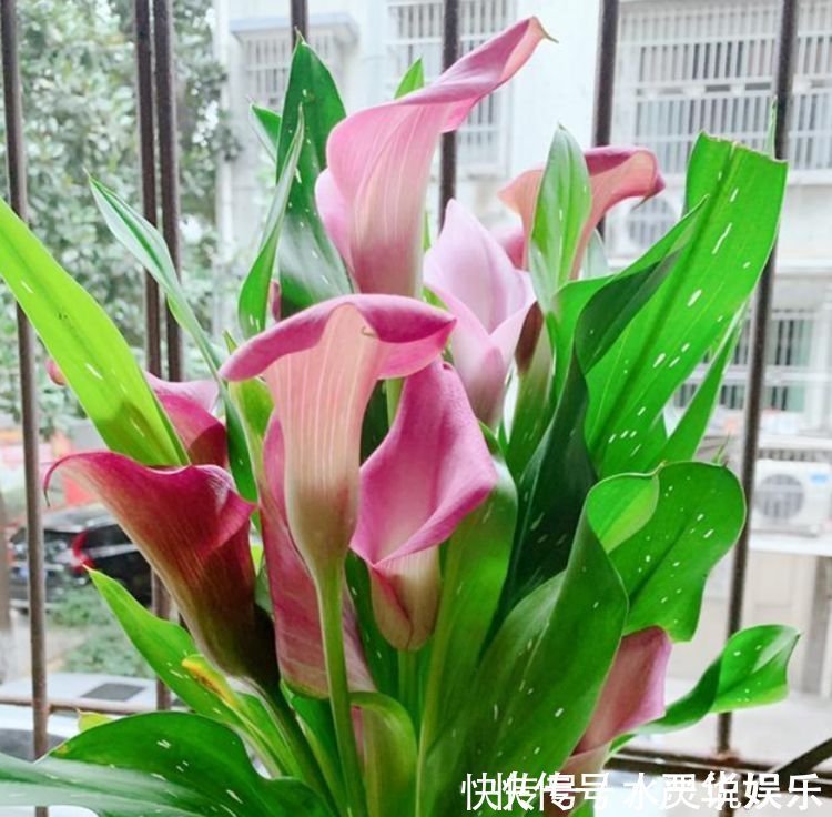 蝴蝶兰|4种花养家里,福旺运旺财更旺,开起花来“拦”不住,美不胜收