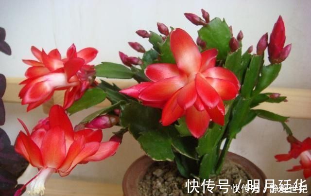 新芽|老花匠这样养蟹爪兰,“1种汁液”兑水浇,7天1次,新芽蹭蹭冒