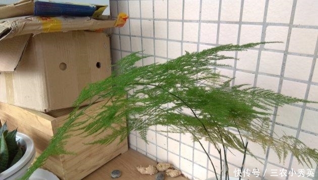 四季|文竹这样养, 枝叶翠绿, 四季常青!