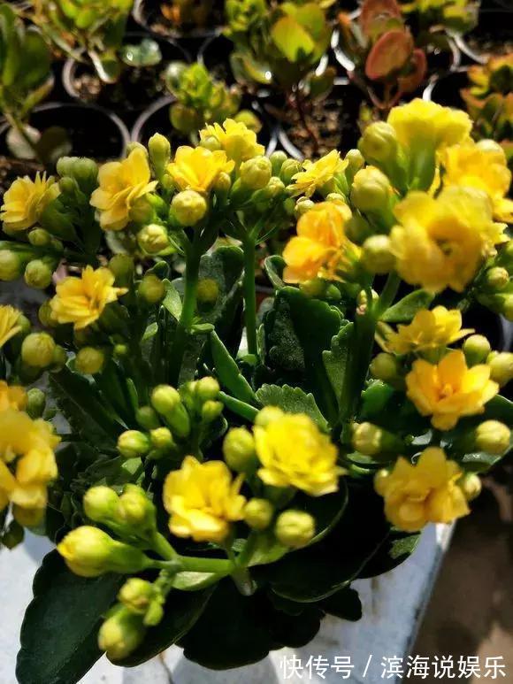 长寿花用上3个小技巧，提前1个月开爆盆，花开不断聚成球！