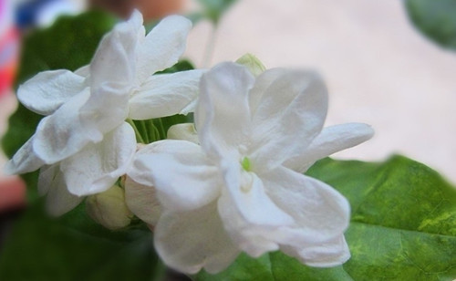 此花是纯洁的花，一朵朵白色的小花却能散发出浓郁的香气