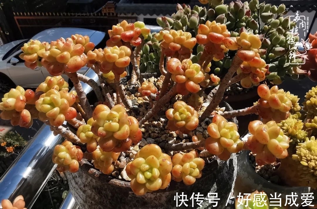 治愈之“肉”:愿所有的养肉人都被这些“胖子们”治愈