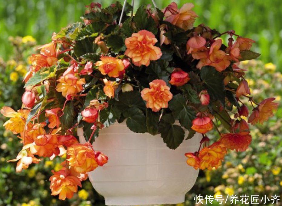 6种漂亮的花，吊着养最合适，能够开成“花球”，太美了