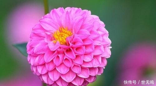 大吉大利|农村常见一种花，家里养殖一盆寓意新的一年大富大贵、大吉大利！