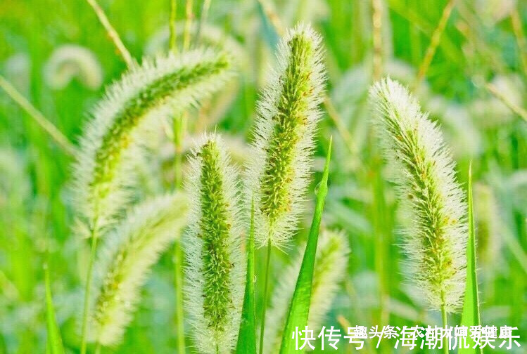 月经不调|农村人把此物当“救命草”,用它泡水喝,妇科炎好了,防月经不调