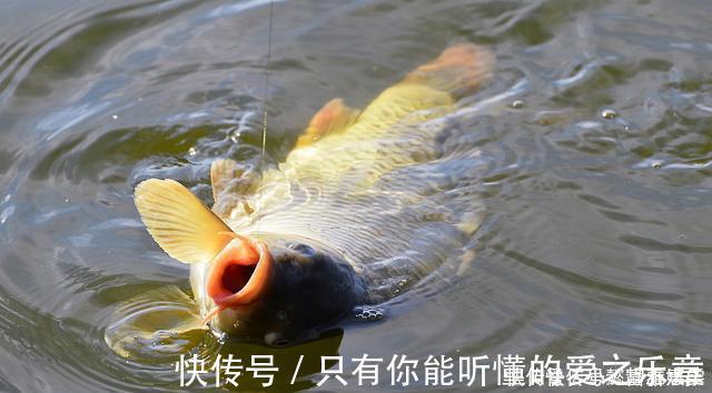 技巧|钓鱼时放药酒效果很好,但用错了反而死窝,几个技巧让你钓好鱼