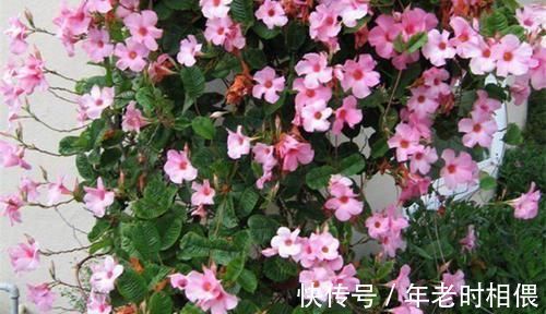 花卉|5种漂亮花，阳台养一盆，四季有花赏，新手也会养！