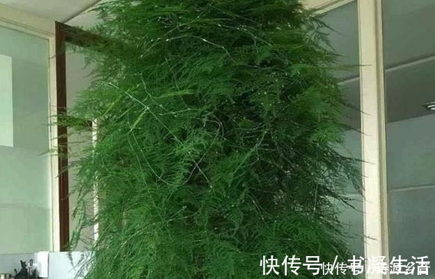 养文竹做好2点，枝叶层层叠加，呼呼长成一棵“大树”