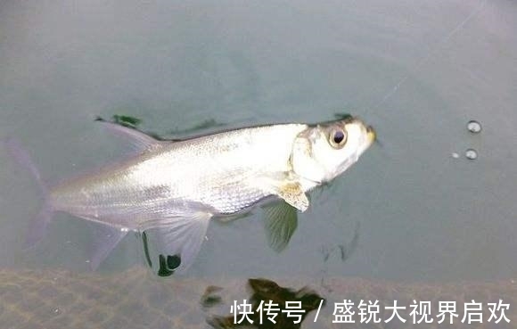 饵料|高手打死不说的，5个钓翘嘴技巧！（推荐）