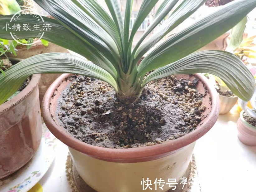 君子兰|1个小方法，让君子兰不再烂根，解决新手浇水难题，浇多了也不怕