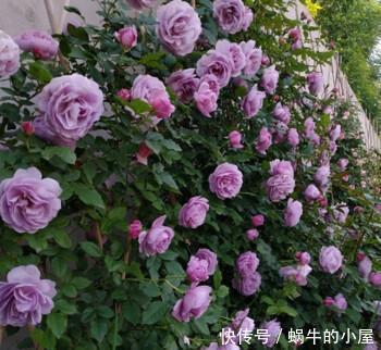 贵州|贵州大妈别的花不爱,就喜欢养月季,院子里养了4种,都是精品