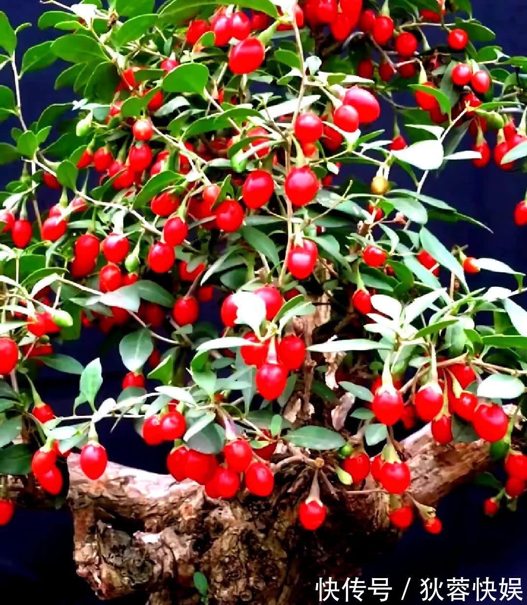 盆栽|4种花能“养生”能观赏，好养又好看，建议养一盆