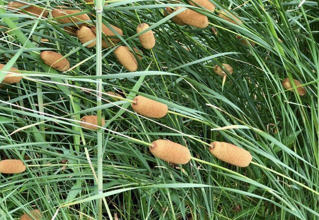 在河边，有1种奇特的“植物”，被称为“香肠草”，殊不知珍贵！