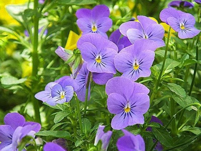 几种花好养易活,旺财又养人,比牡丹还美,年年开花美翻