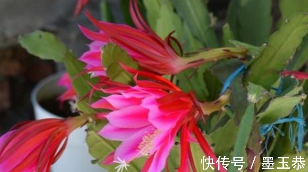 支撑架|1种仙人掌花,好养又漂亮,开花有碗口大