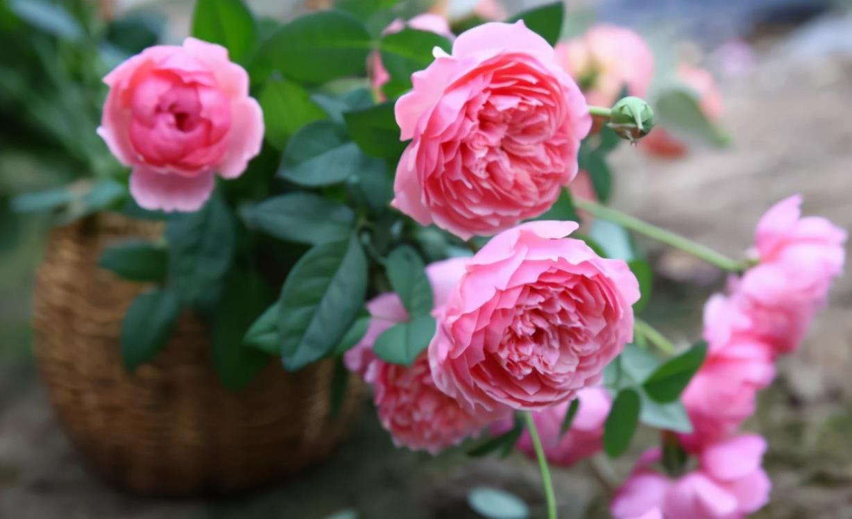 你养的月季长花苞了吗?这个时候有个很“重要的”工作要做