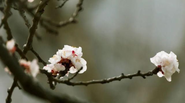 又是一年春意暖,杏花枝头闹