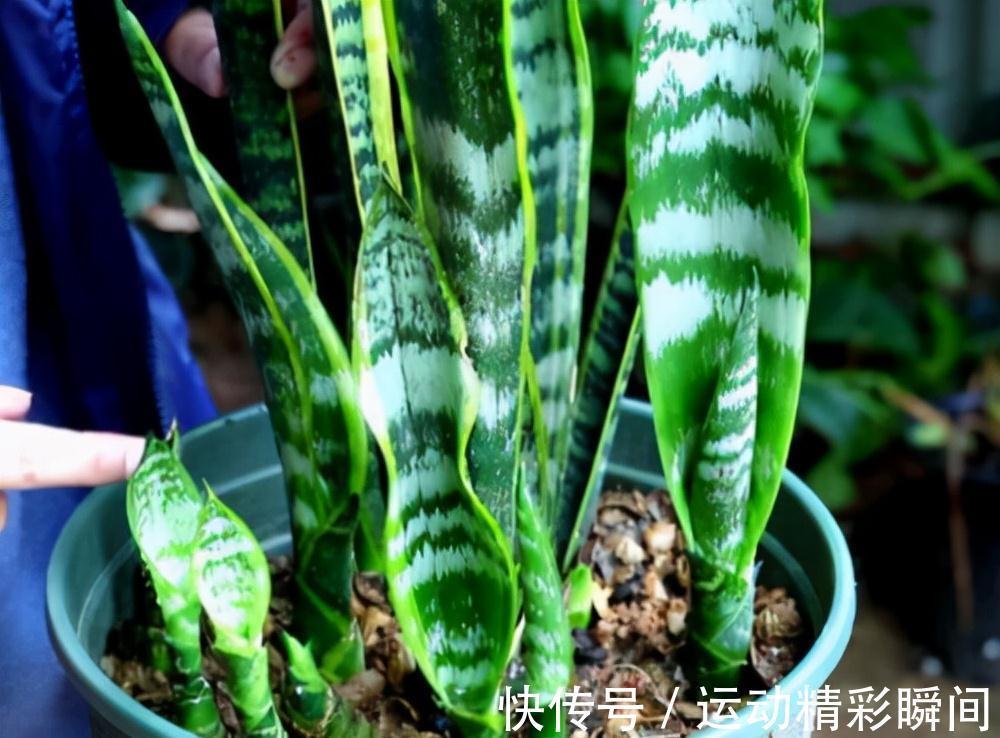 天冷需要多晒的“8种花”,有些还要“断粮少水”,不然熬不过冬