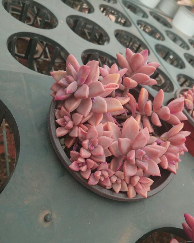 适合新手种植的多肉植物