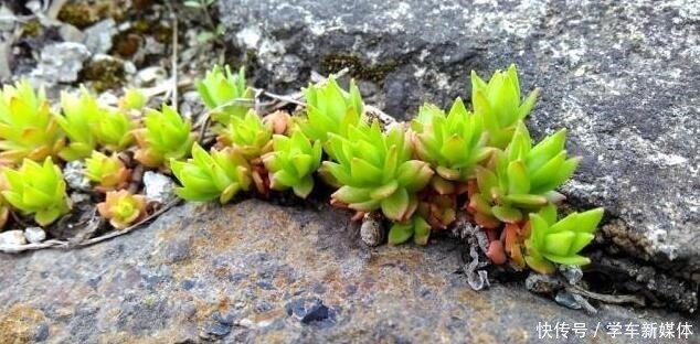 农村常见的“1种野草”,看到别铲除,挖1棵回家,做盆栽很漂亮!