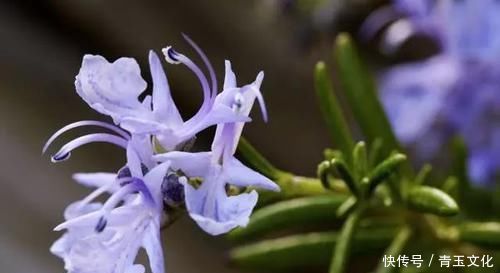 毛孔越来越大，是螨虫把你的脸当成寄宿地，3个方法教你摆脱困扰