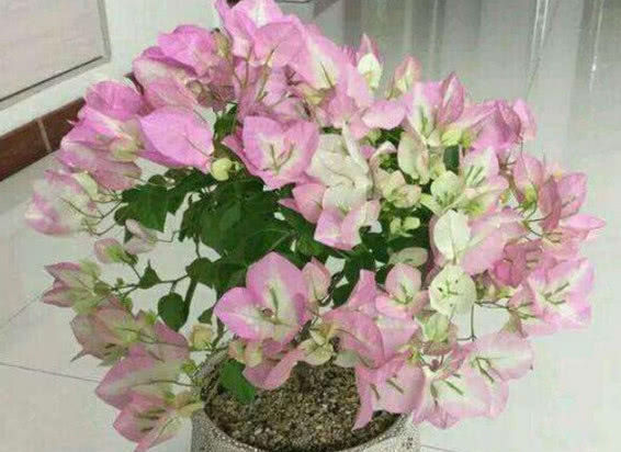 三角梅|喜欢养花,就养盆“三角梅”,越晒开花越美,整个夏天花开不断