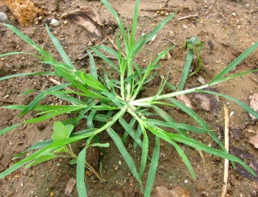 祸患|农村“踩不死”的野草，曾经是农民心头祸患，殊不知是天然凉茶