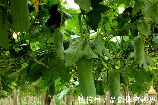 农村4种“贼不偷”蔬菜,味道好营养高,不怕你爱吃就怕你吃腻!