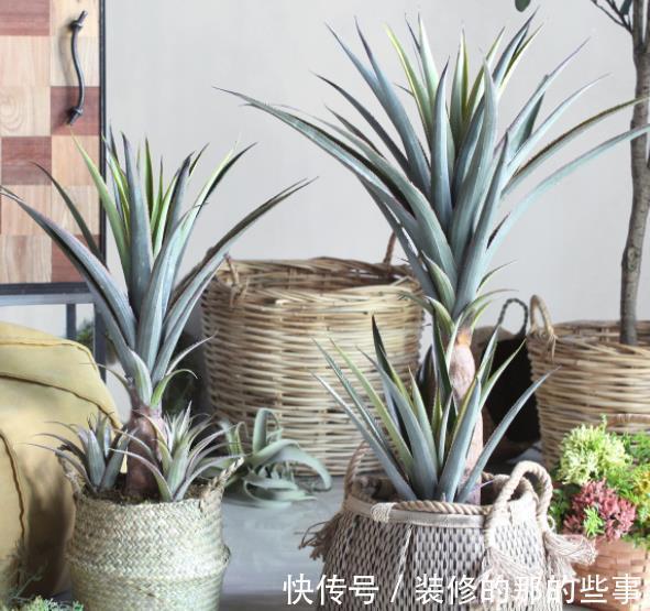 不足一平方的小窗台上,摆上4种高颜值花,皮实好养长势旺