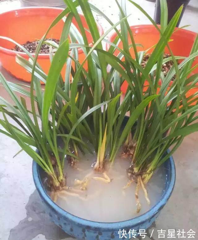 叶斑病|养花必备的杀菌剂，到底怎么用？多菌灵只是“初级”，黄叶不管用