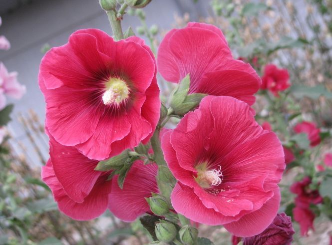 最有仙气的几种花，迷人的花朵，花朵大花期长，比牡丹还美