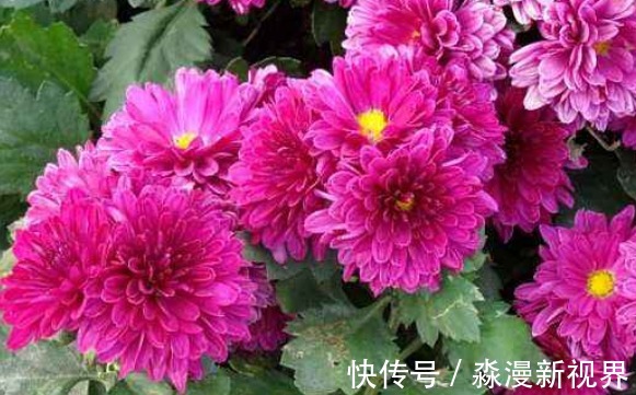 菊花|喜欢养菊，不如养盆“欧洲小米菊”水晶紫，姹紫嫣红，室内盆栽养