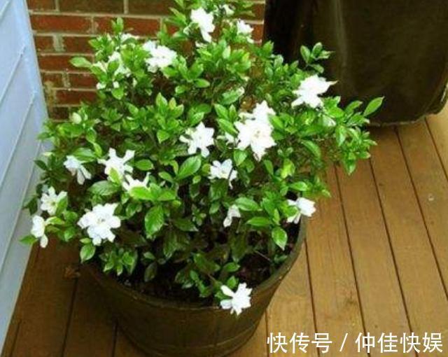 栀子花度夏注意的几点，花开不断，枝繁叶茂不再黄叶