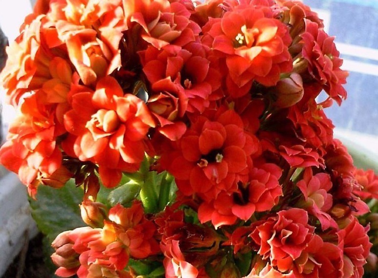 给长寿花浇一点这玩意,枝叶翠绿不发软,花苞满枝头!