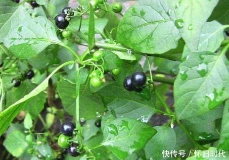 农村|提个醒:在农村遇见此野果,记得要采回家,现在知道还不晚