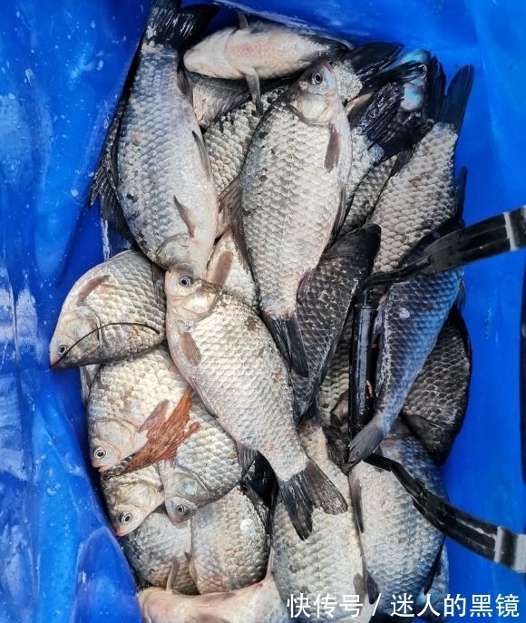 冬天找钓位重要技能:看水色,鱼儿越冬之地水色不同