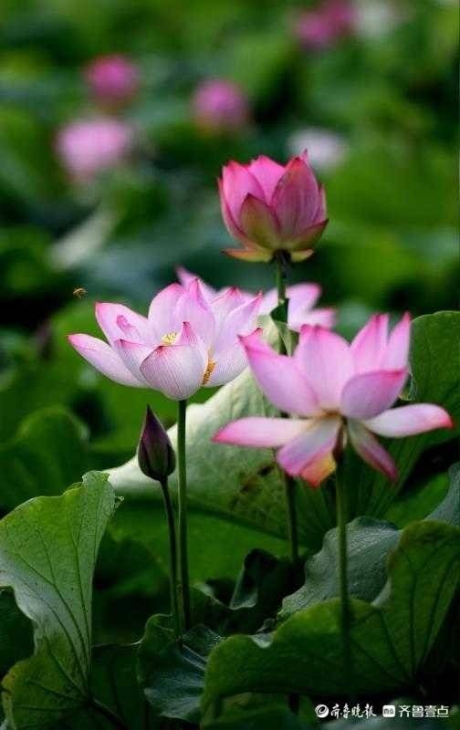 花海 鲁南“采莲湖”荷花开放，形成粉红的花海