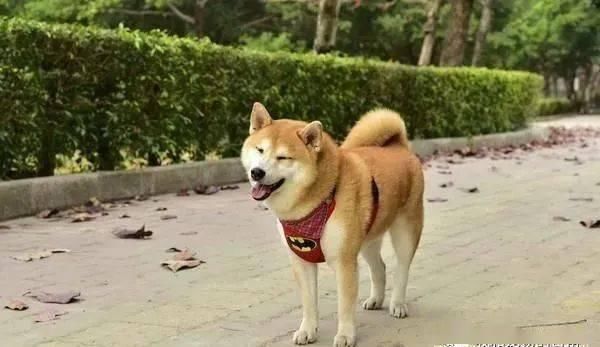 帅柴比樱花还抢眼球，变网帅吸引大批游客拍照！