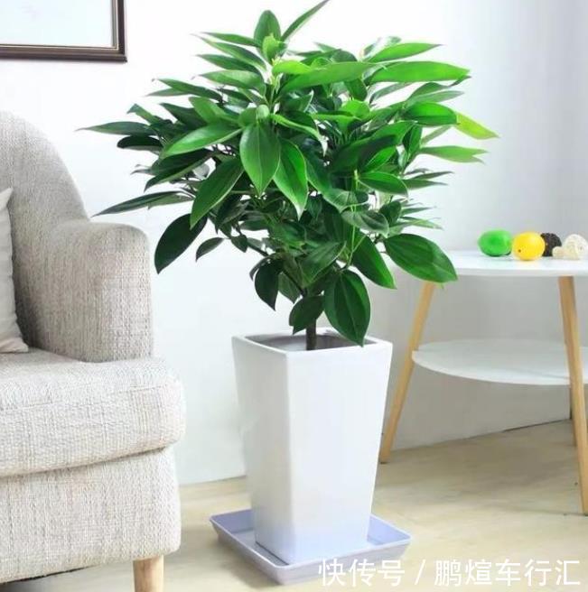 仙人掌|4种霸气侧漏的“丑绿植”,四季油绿寓意好,是家庭盆栽佳品