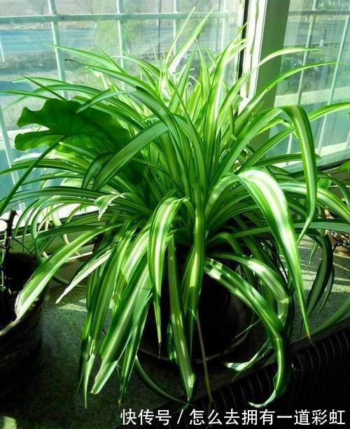 这2类花不能养，家里有尽快修剪或者搬走，对家人不好