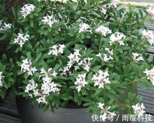 浇水量|在家养啥花合适此4种随便来一盆,植株长势旺、满屋飘香