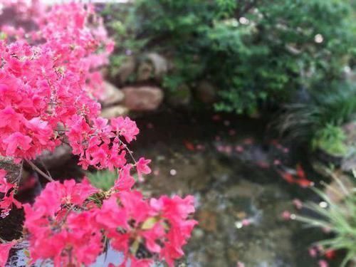 改造|他花3年打造中式庭院,不花钱,全靠捡,完工后让人惊艳