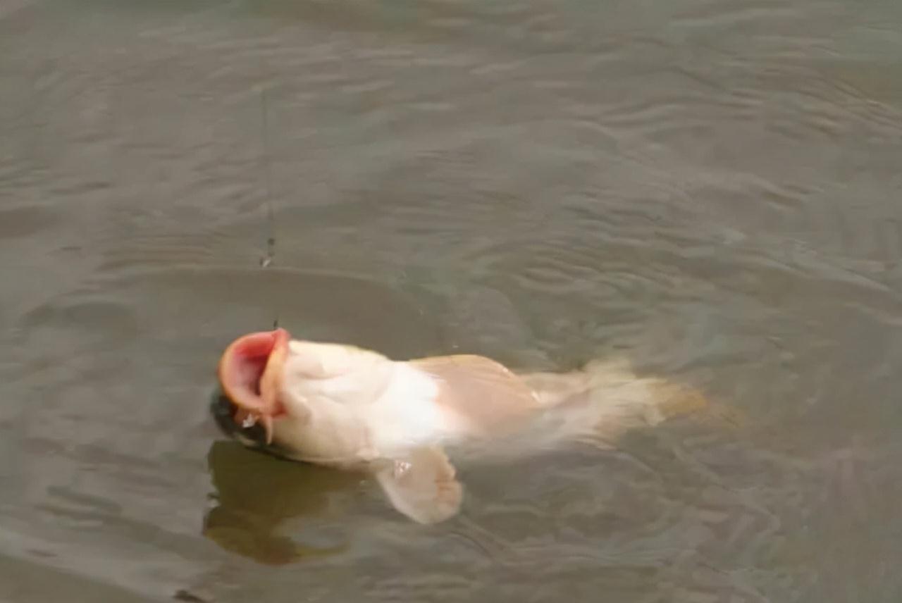 铅坠|1:1.12,铅皮和浮漂的最佳配比,这个数字是怎么出来的