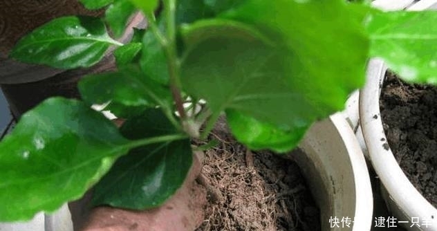 植物换盆后不易养活？老花农教你一招，换盆后蹭蹭疯长